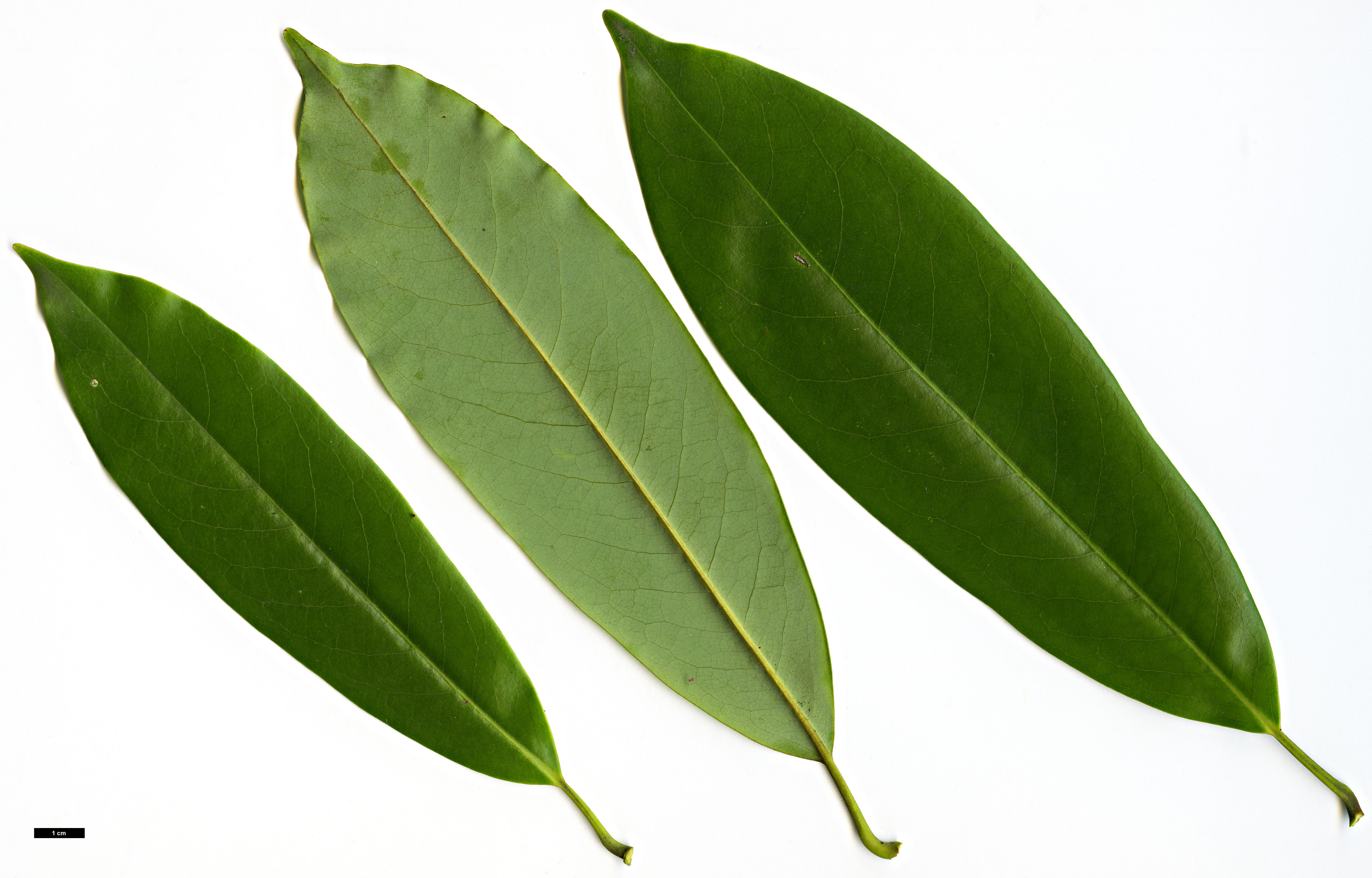 High resolution image: Family: Magnoliaceae - Genus: Magnolia - Taxon: cavaleriei - SpeciesSub: var. platypetala
